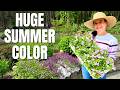 What We Planted For HUGE Summer Color Patio Garden Redesign