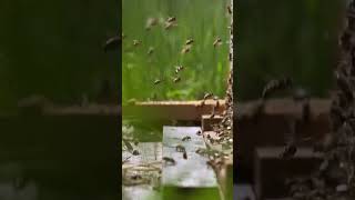Download lagu #short suara lebah | bee sound | animal sound mp3 Download lagu #short suara lebah | bee sound | animal sound mp3