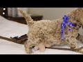 Goldendoodle dogs for sale: Charlie - Video 1