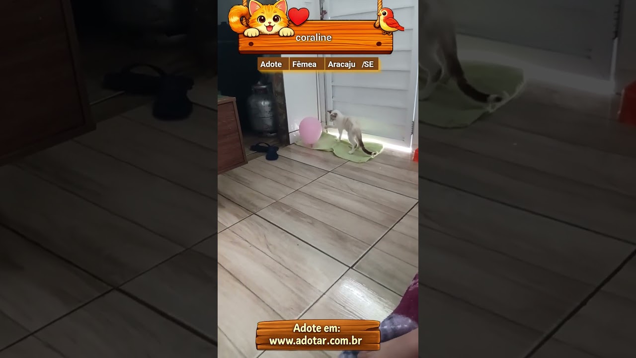 Gato raça SRD-ViraLata idade 2 a 6 meses nome coraline 