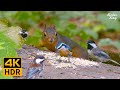 Cat TV for Cats to Watch😺8 Hrs🐦Very chatty squirrels. Chipmunks and birds in the forest(4K HDR)