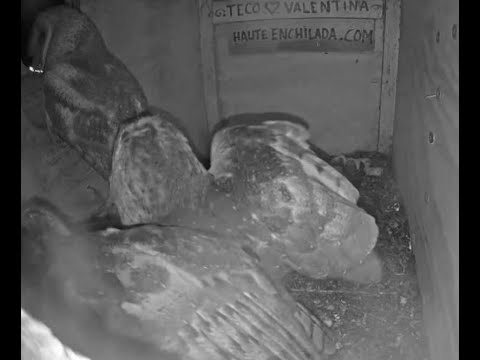 Val peeks in on the Owlet's  3.25.20  11:55 pm