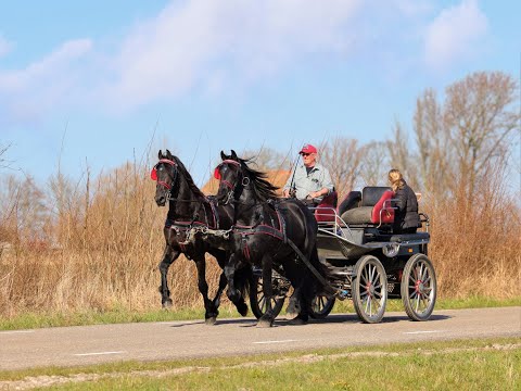 Stal Okkema's pair of Stallions - L: Jort & R: Ludse - 1.63m