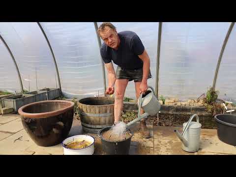 Pflanzung von Lotos im Kübel