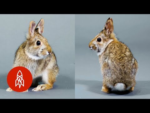 この愛らしいウサギは私たちの助けを必要としています (This Adorable Bunny Needs Our Help)