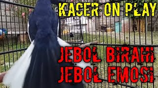 Download lagu PANCINGAN KACER AGAR CEPAT ON NGEPLAY KONSLET JEBOL BIRAHI DAN EMOSI mp3 Download lagu PANCINGAN KACER AGAR CEPAT ON NGEPLAY KONSLET JEBOL BIRAHI DAN EMOSI mp3