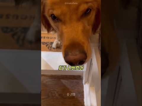 강아지에게 장난쳤다가 역관광 당한 집사 🤣#음악