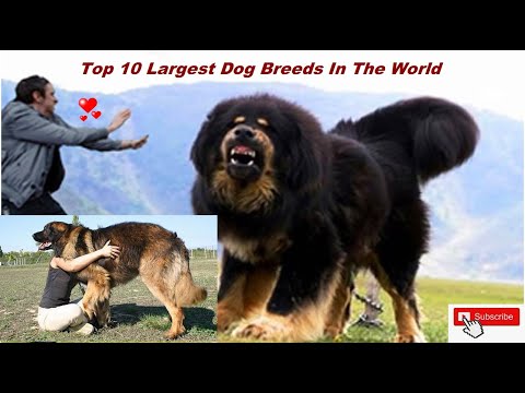 The Biggest Dogs in the world