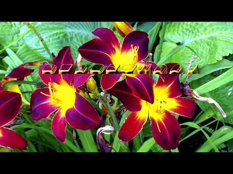 Felicitación Nombre Mujer AUREA