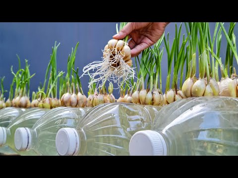 Let s grow bitter melon for your family this way it s very fruity and easy to make