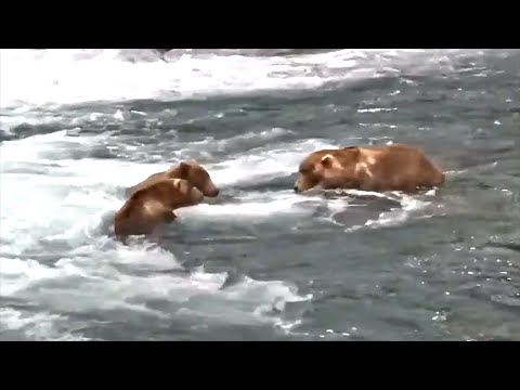 1 Sep 2022: 480 Tells 907 and 164 To Get Back to Work (explore.org)