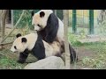 Caught On Camera Two Giant Pandas Mating At A Vienna Zoo