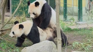 Caught on Camera: Two giant pandas mating at a Vienna zoo!