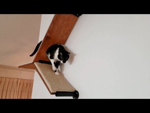 CatScapes Climbing Shelves for Cats | The Henry Ford's Innovation Nation