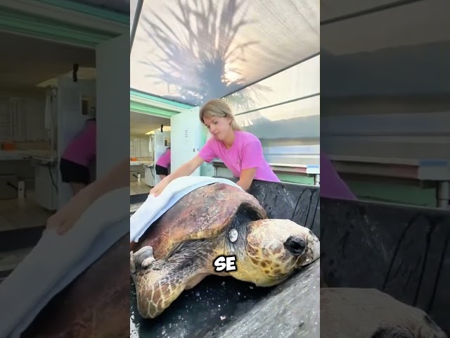 Vídeo relacionado con Ty Beanie Bouncers T83061 - Cruiser de la Tortuga Marina con Ojos Rojos, tiernos Animales rebotantes para coleccionar