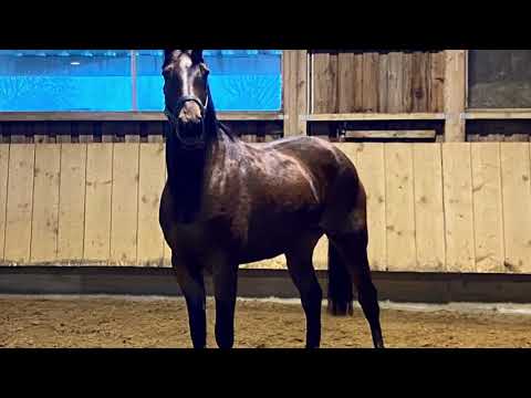 JOLIE (5yo Jaguar Mail x Atlantic)