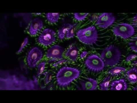 Потрясающие цвета кораллового  сада  в аквариуме