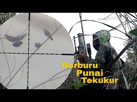 Berburu punai Tekukur dan masak masak Berburu punai Tekukur dan masak masak