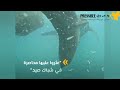 شاهد: غواصون يحررون 5 أسماك قرش حوصرت داخل شباك صيد..????????.
