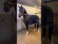 This stallion Paradox-H just turned 4 years old Doing such a good job AES approved licensed stallion