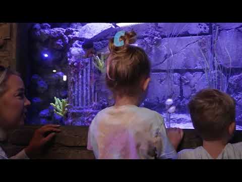 SEA LIFE Sunshine Coast