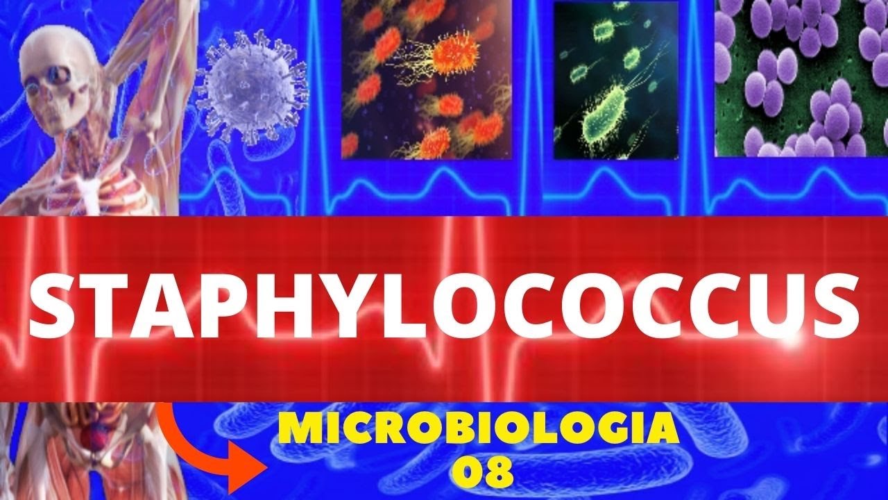 STAPHYLOCOCCUS - MICROBIOLOGIA (BACTÉRIAS PATOGÊNICAS) - AUREUS E EPIDERMIDIS
