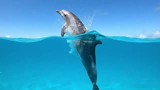 Elvis Presley - Can&#39;t Help Falling in Love (Deep House Cover)