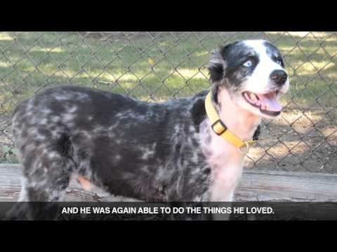 Bleu -- Cardiology and interventional medicine