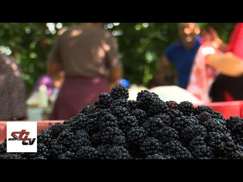 SBTV - DNEVNIK - BERBA KUPINA - 23.08.2021.