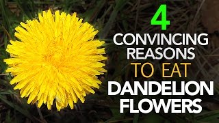 Is The Healthiest Part Of Dandelion Its Flower?