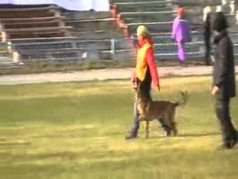 Anna Dyachek and Vyatkins' Glock - IPO-1, Obedience - B-96