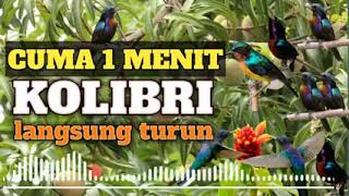 Download lagu suara pikat burung kolibri paling ampuh dijamin 100% anti zonk..langsung pada kumpul mp3 Download lagu suara pikat burung kolibri paling ampuh dijamin 100% anti zonk..langsung pada kumpul mp3