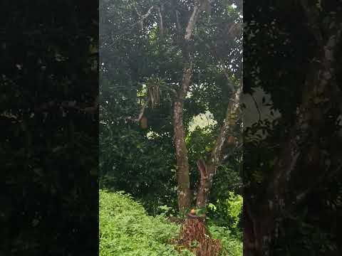 vende-se esse sítio zona rural Catende