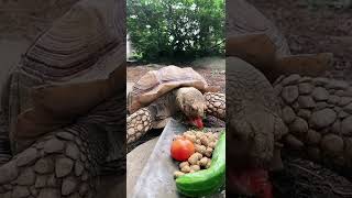 🐢🍅 リクガメのもぐもぐタイムが可愛すぎる…！