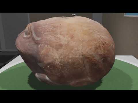 Virtuelle Sammlung: Zoomorphes Gefäß aus der Moche-Kultur