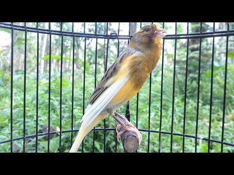 O canto canário mais espetacular!! OUÇA ISSO e seu CANÁRIO BELGA VAI CANTAR MUITO!