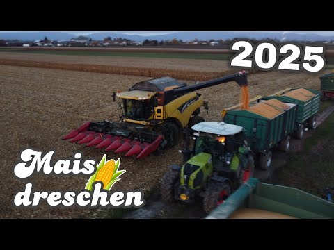Körnermais dreschen 2025 🌽🚜 | Landwirtschaft Niederbayern 
