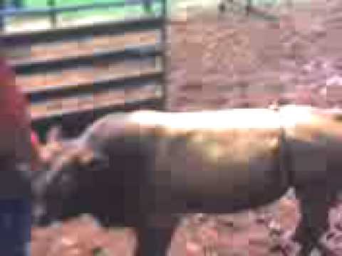 Bilica X Forro Pesado