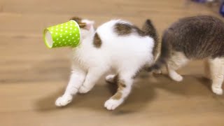 Funny Cats | Cute Kittens vs Cup | Animals TV