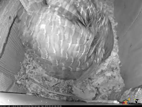 Egg Begins Pipping On WBU Barred Owl Cam!! – Apr. 3, 2019