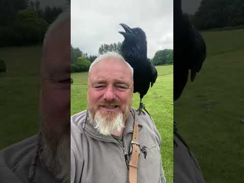 Grippe the talking raven