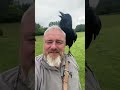 Grippe the talking raven