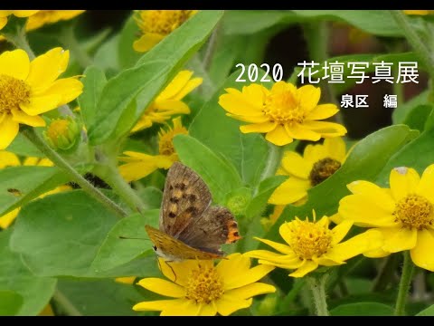 mur végétal intérieur jardin vertical design moderne