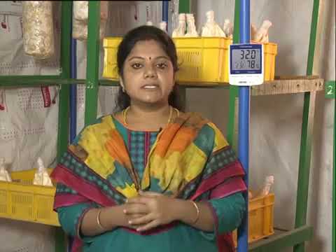 Doordarshan Interview 2 - DD Podhigai Mrs Indumathy