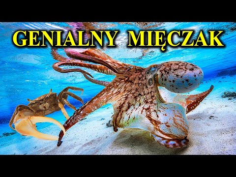 OCTOPUS Attack on Crab | Did Octopuses Come from Outer Space? 🐙