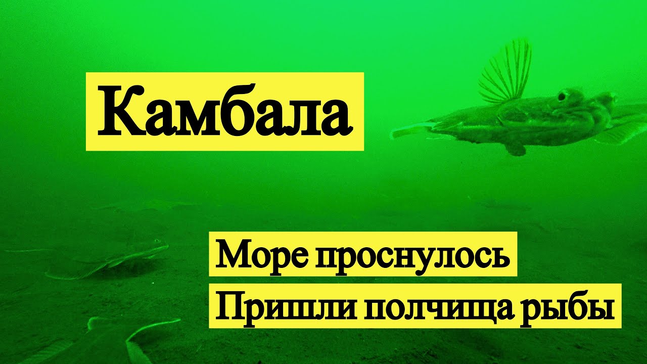 Камбала. Охотское Море проснулось. Пришли полчища рыбы