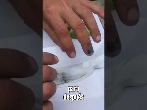 ¡Nos vemos en la Fiesta de la Milpa! 🌽 Yacanto de Calamuchita