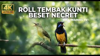 Download lagu 🔴 Live Cucak Cungkok Gacor Masteran Juwara vs Kolibri Manggar Betina Gacor Nembak Tajam Panjang mp3