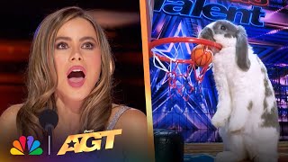 When Animals STEAL The Show! | America's Got Talent thumbnail