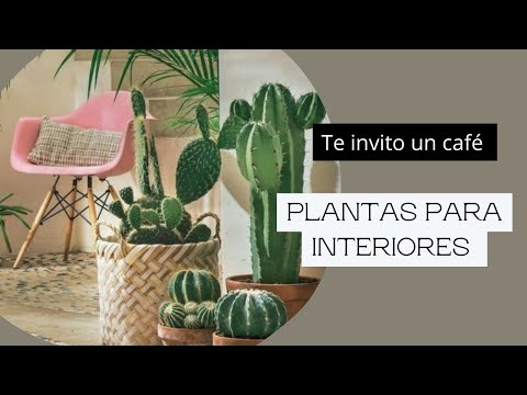 PLANTAS PARA INTERIORES Y QUE NO REQUIEREN TANTOS CUIDADOS